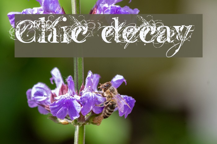 Chic decay Font examples