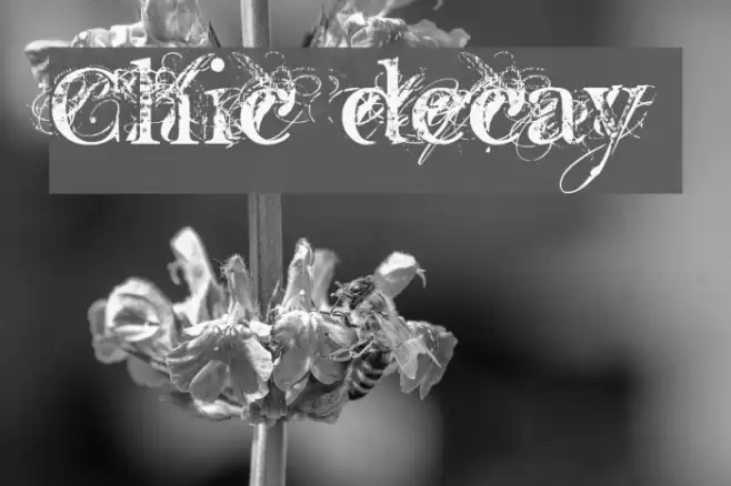 Chic decay Шрифта examples
