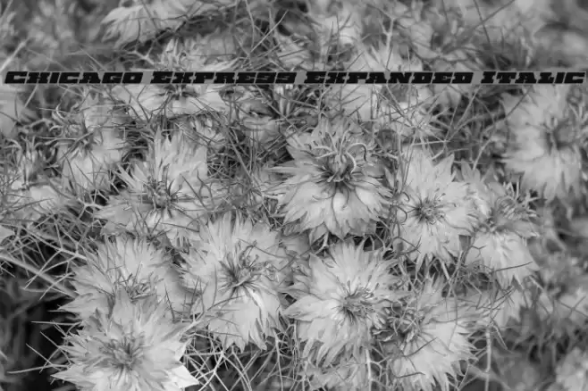 Chicago Express Expanded Italic Fonte examples