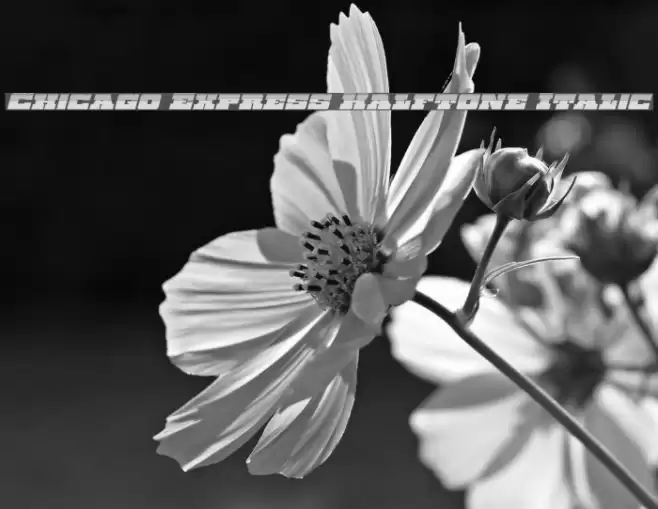 Chicago Express Halftone Italic Fonte examples