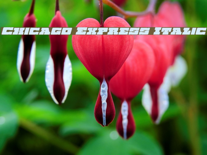 Chicago Express Italic Example 2