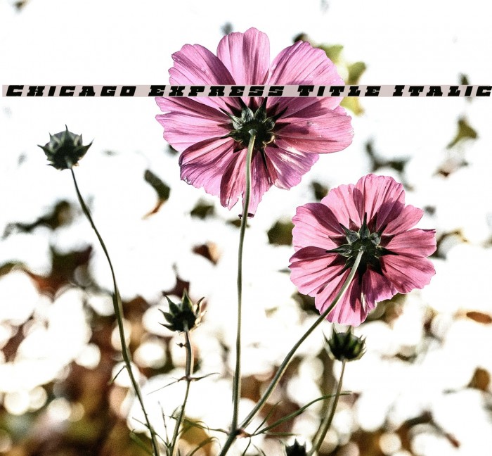 Chicago Express Title Italic Fonte examples