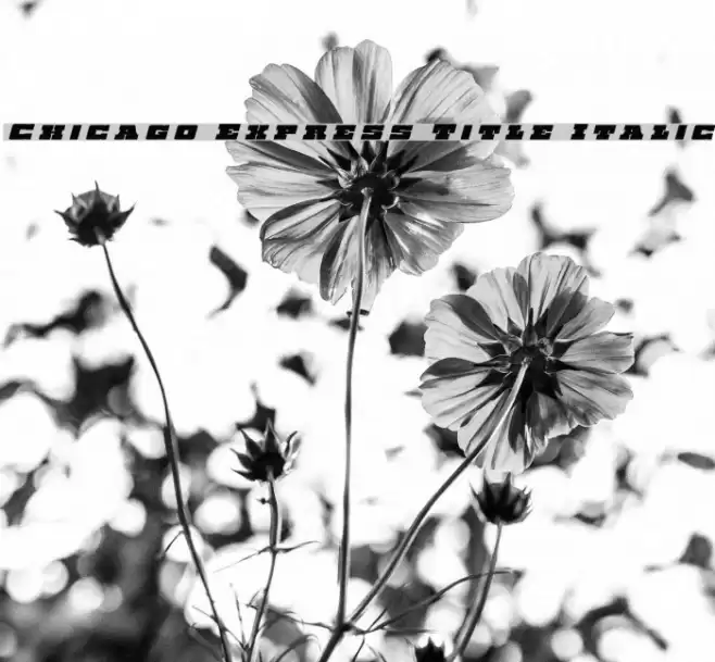 Chicago Express Title Italic Font examples