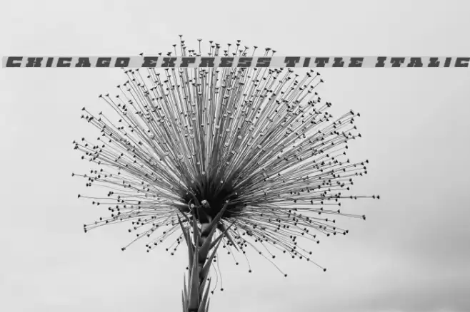 Chicago Express Title Italic Font examples