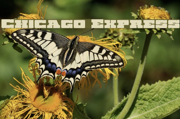 Chicago Express Example 1
