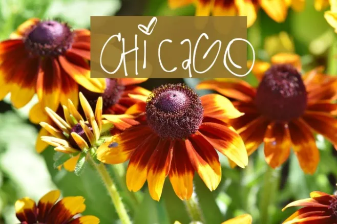 Chicago Example 2
