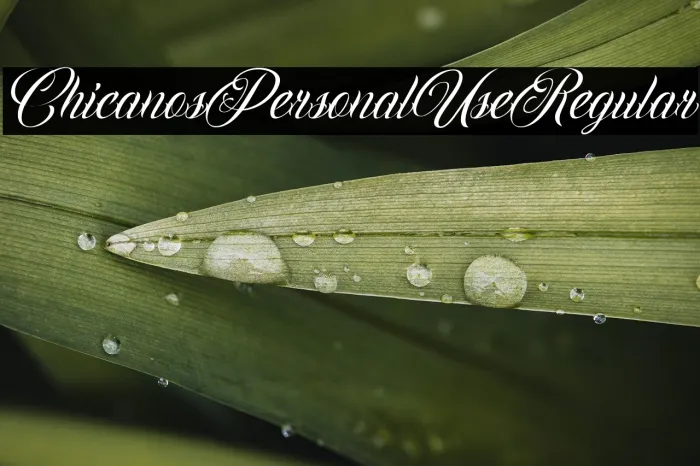 Chicanos Personal Use Regular Example 3