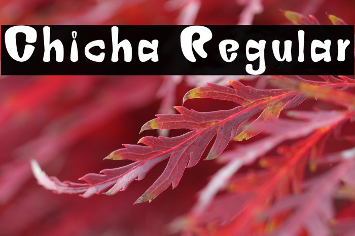 Chicha Regular Example 1