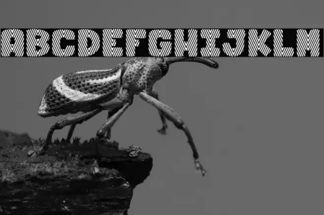 Chicken Pot Pie_PersonalUseOnly Caratteri examples