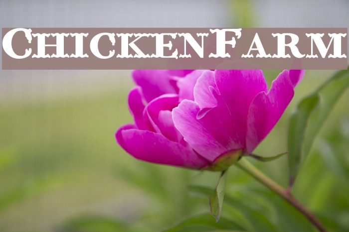ChickenFarm Font examples