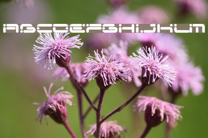 Chicory Polices examples