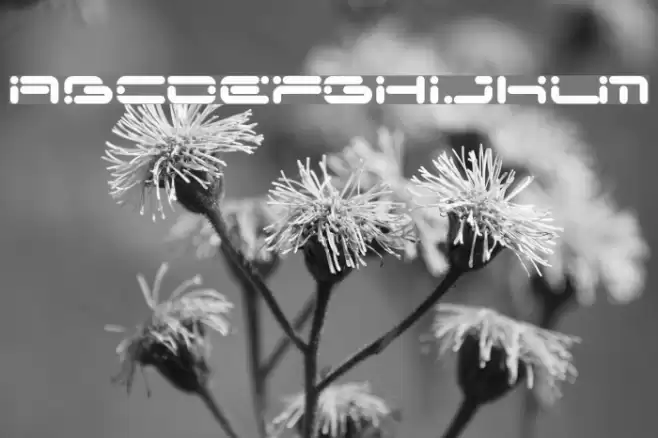 Chicory Polices examples