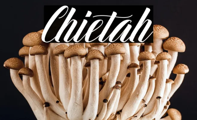 Chietah Example 2