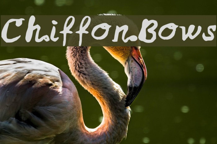 ChiffonBows Font examples