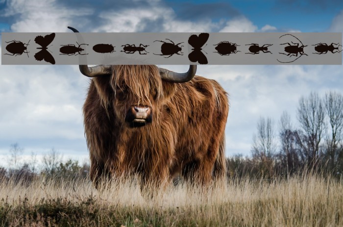 ChileanBugs Example 2