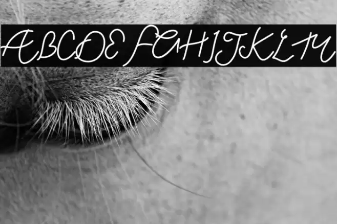 Chill Friend Demo Font examples