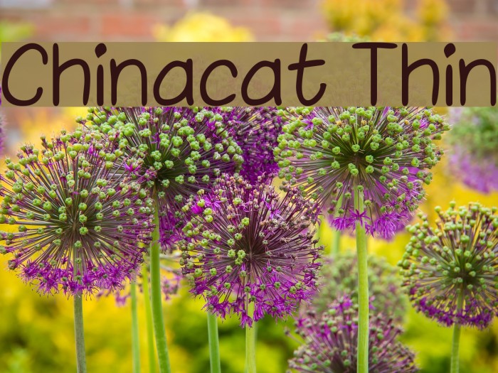 Chinacat Thin Font examples