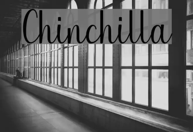 Chinchilla Font examples