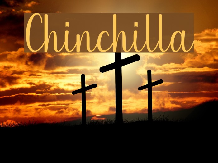 Chinchilla Font examples