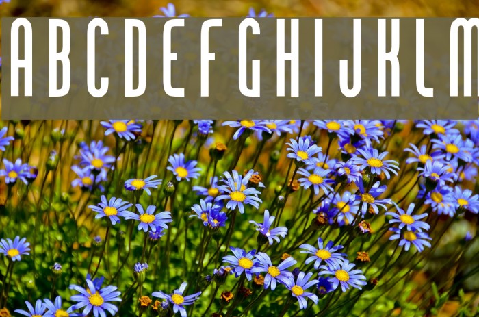 Chingolo Pro Font examples