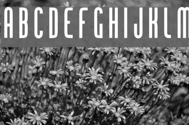 Chingolo Pro Font examples