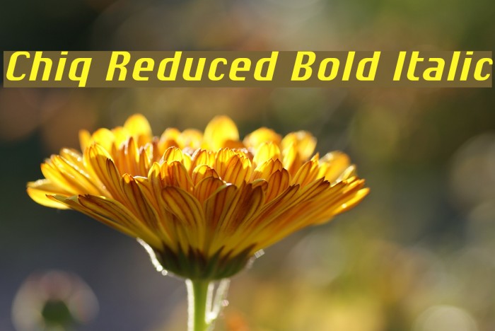 Chiq Reduced Bold Italic Font examples
