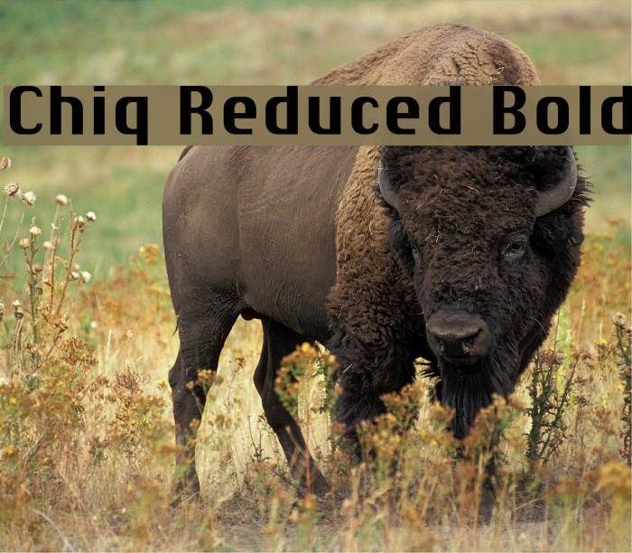 Chiq Reduced Bold Example 2