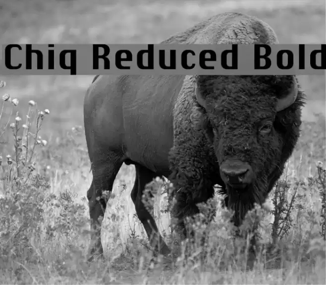 Chiq Reduced Bold Font examples