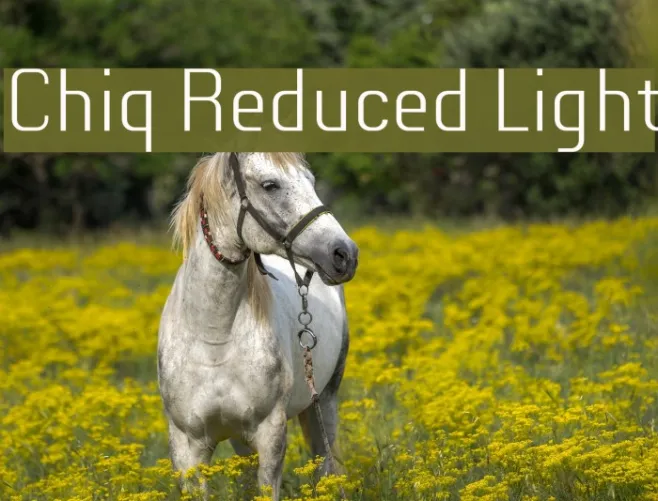 Chiq Reduced Light Example 3