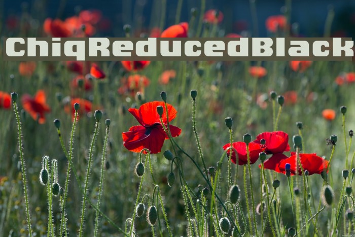 ChiqReduced-Black Example 2