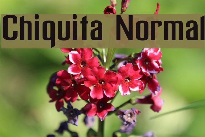 Chiquita Normal フォント examples