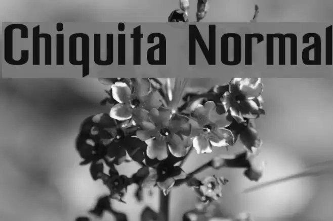 Chiquita Normal フォント examples
