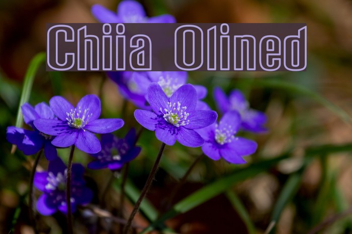 Chiquita Outlined Font examples