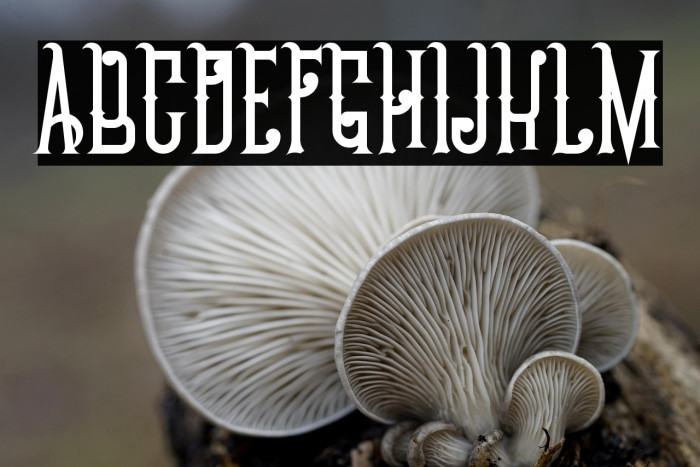 Chivel Mind Example 1