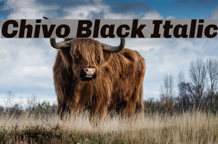 Chivo Black Italic Font examples