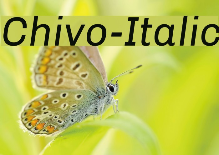 Chivo-Italic Example 3