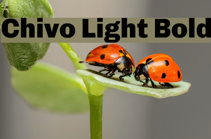 Chivo Light Bold Font examples
