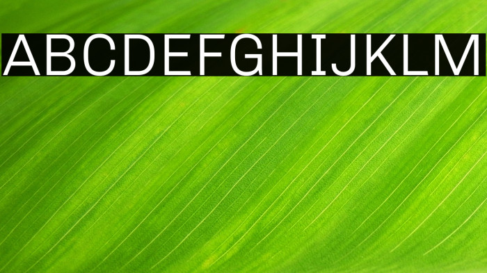 Chivo Light Example 1