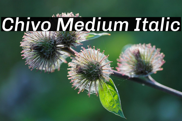 Chivo Medium Italic Example 2