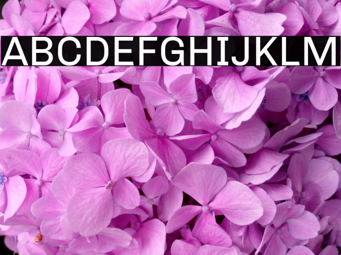 Chivo Regular Example 2