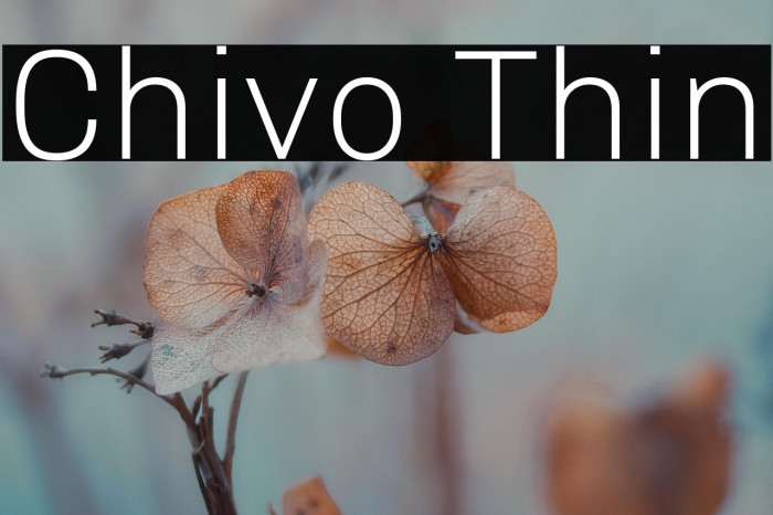Chivo Thin Example 2