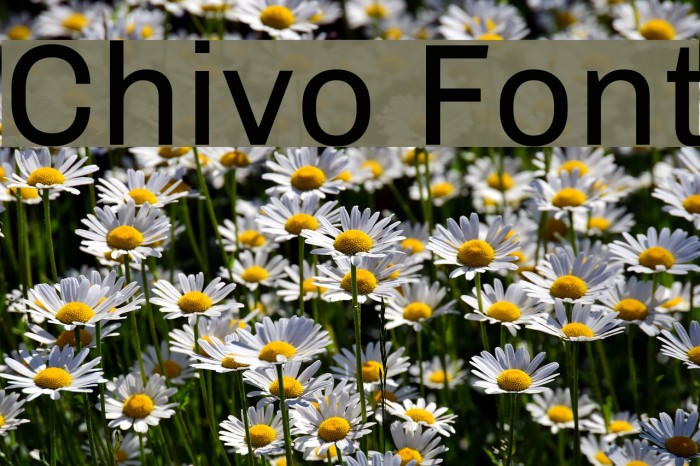 Chivo Font examples