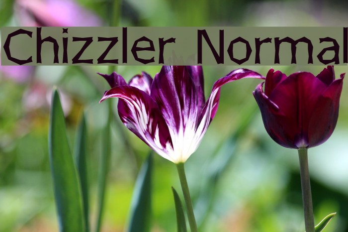 Chizzler Normal Polices examples