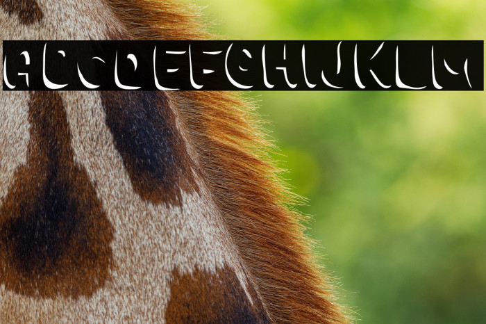 Choko Shadow Example 1