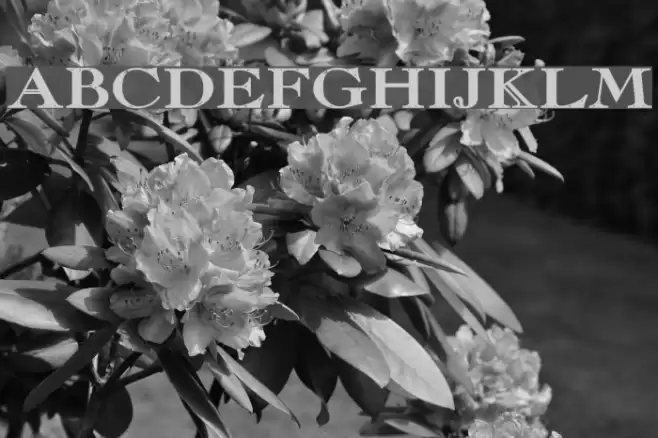 Chopin-Bold Font examples