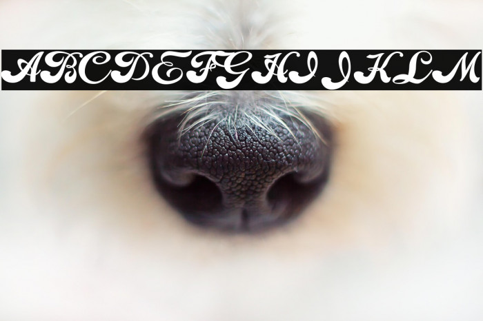 Choppers Personal Use Example 3