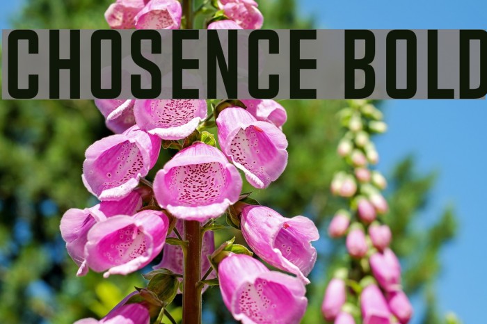 Chosence Bold Font examples