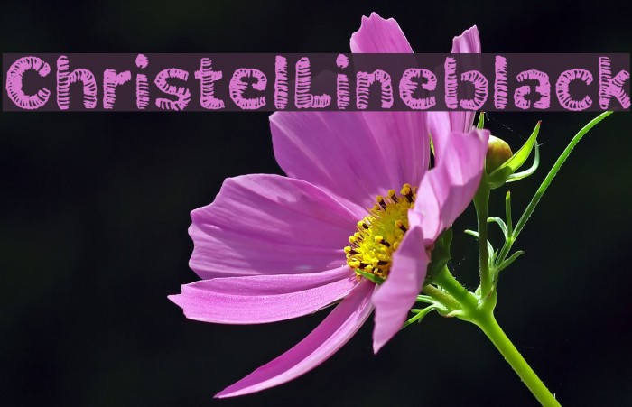 ChristelLineblack Font examples
