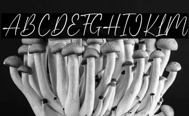 Christine Font examples