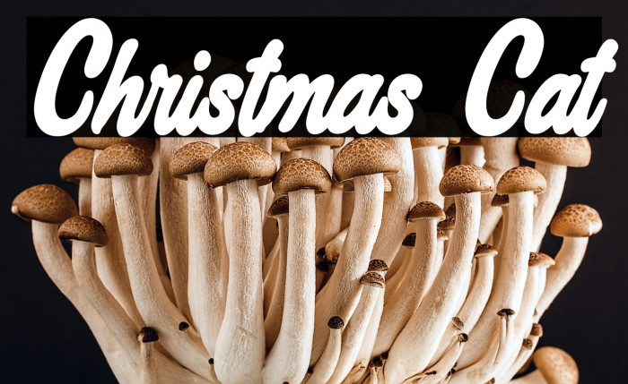 Christmas Cat Example 3